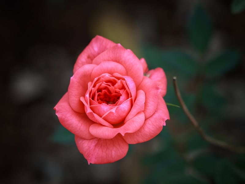 **Proljetne Ideje za Uređenje Bašte: Savjeti za Savršeno Vanjsko Prostor** - Fourth Image