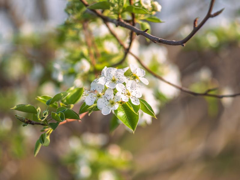 **Proljetne Ideje za Baštu: Savjeti za Zelenilo i Uživanje u Cvjetanju** - Second Image