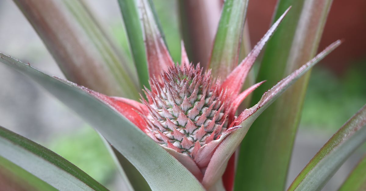 Vodič za Početnike: Šta Prvo Posaditi od Voća i Povrća za Uspješan Vrt