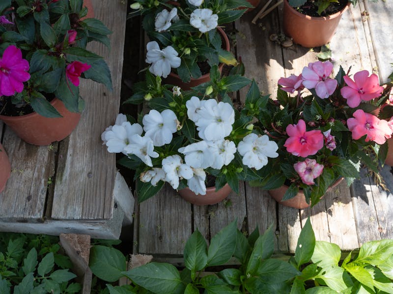 Proljetno Uređenje Bašte: Ideje i Savjeti za Uspješan Vrt - Third Image