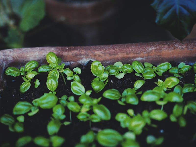 ** Uzgajanje Začinskog Bilja u Vrtu: Savjeti i Najbolje Biljke za Vašu Kuhinju** - Third Image