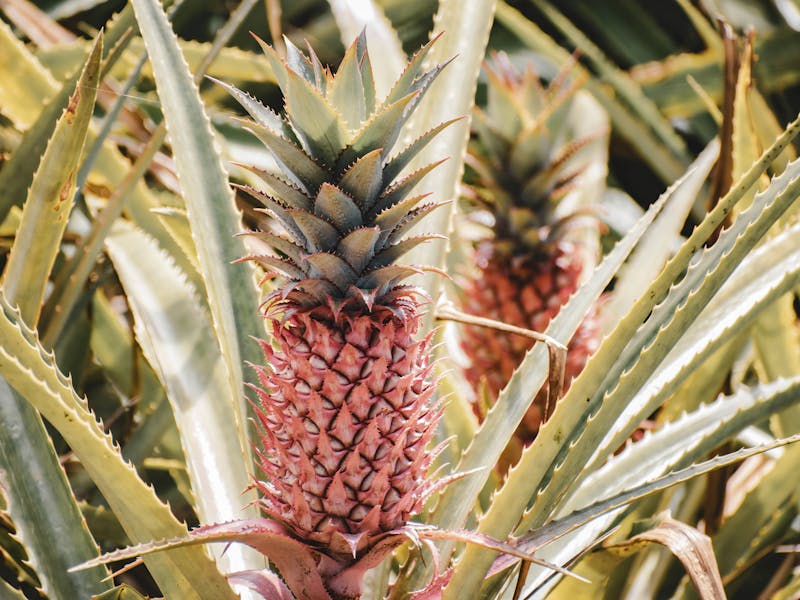 **Kako Odabrati Prvo Voće ili Povrće za Vaš Vrt: Vodič za Početnike** - Second Image