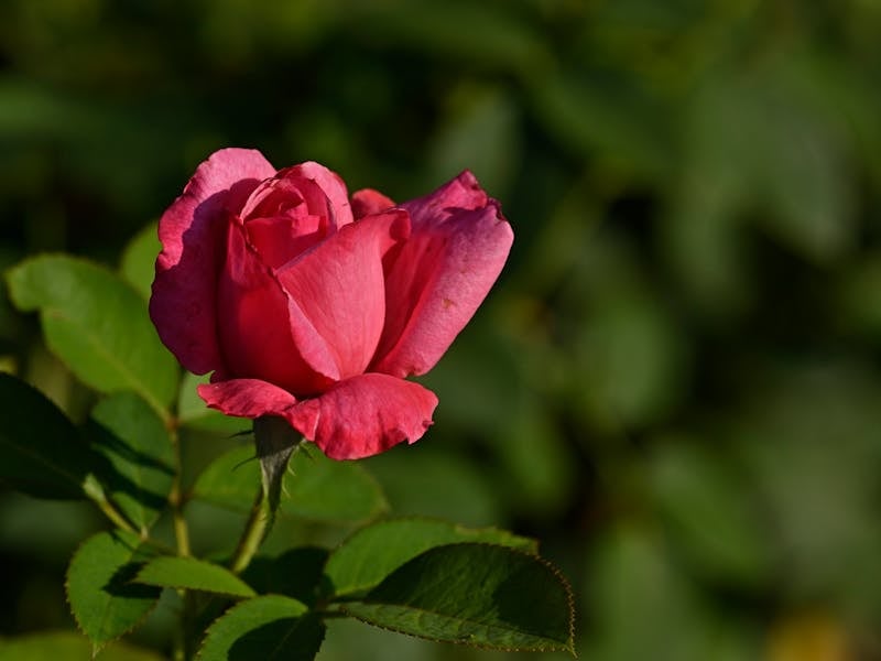 **Savjeti za Pripremu Vrta i Bašte: Šta Posaditi Ove Godine za Uspješan Vrt** - Second Image