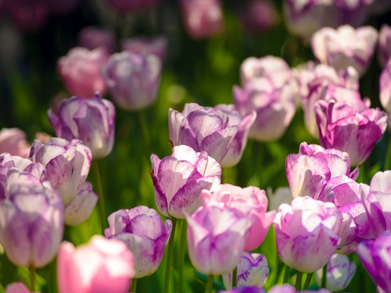 **Savjeti za Proljetno Baštovanstvo: Kako Uživati u Cvjetanju i Rastu u Vašem Vrtu** - Fourth Image