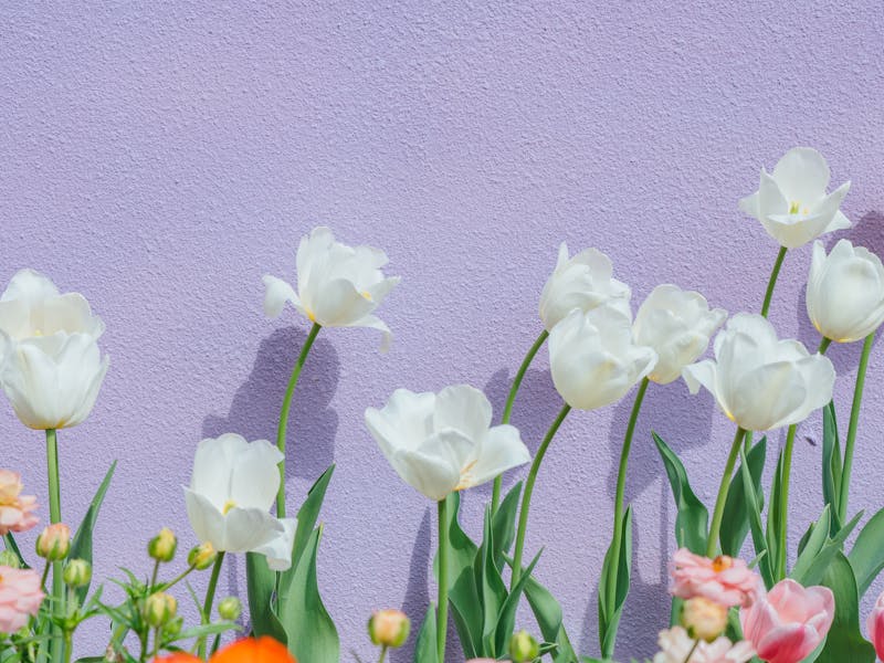 **Kako Monetizovati Svoj Vrt: 7 Efikasnih Načina za Zarađivanje Novca od Sađenja u Bašti** - Second Image