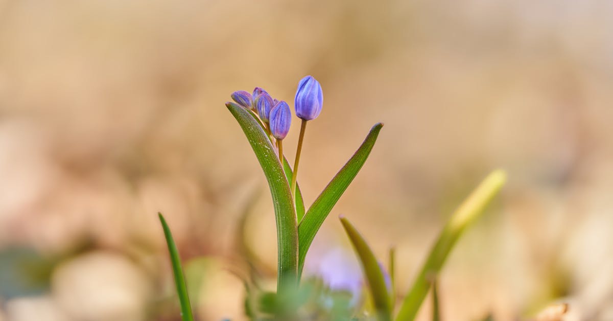 Proljetne Ideje za Baštu: Savjeti za Uživanje u Novoj Sezoni i Održavanje Vrtova