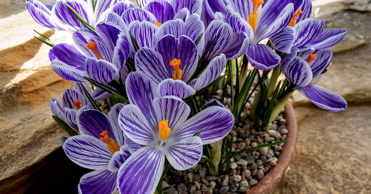 10 Inspirativnih Ideja za Proljetno Uređenje Bašte: Savjeti za Savršen Vrt