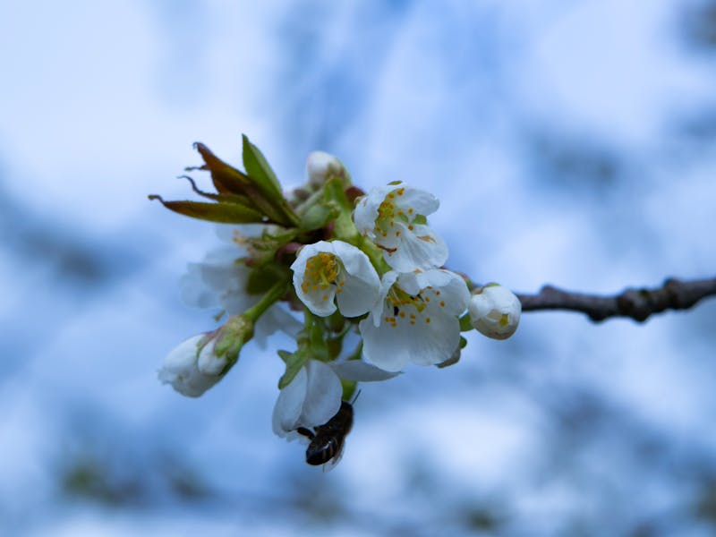 ** Kada i Kako Pravilno Saći Biljke: Vodič za Uspješnu Sadnju u Bosni i Hercegovini** - Third Image