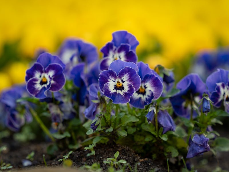 ** Šta Prvo Posaditi u Vrtu: Vodič za Početnike - Lako Voće i Povrće za Uzgajanje** - Second Image