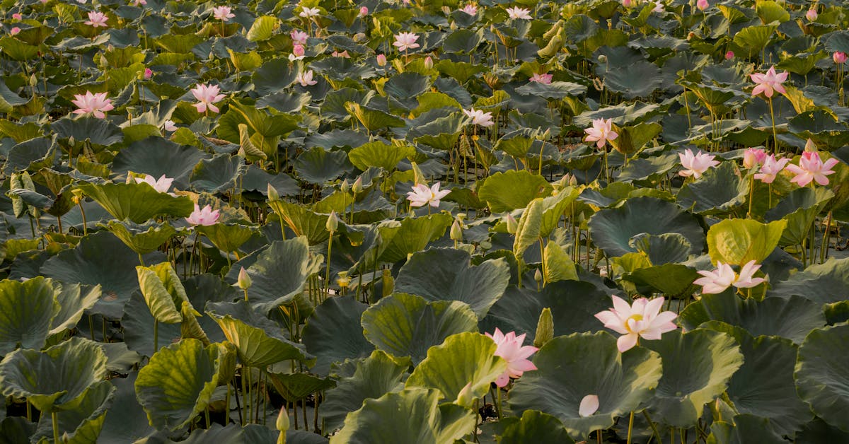 Kako Monetizovati Svoj Vrt: 7 Efikasnih Načina za Zarađivanje Novca od Sađenja u Bašti