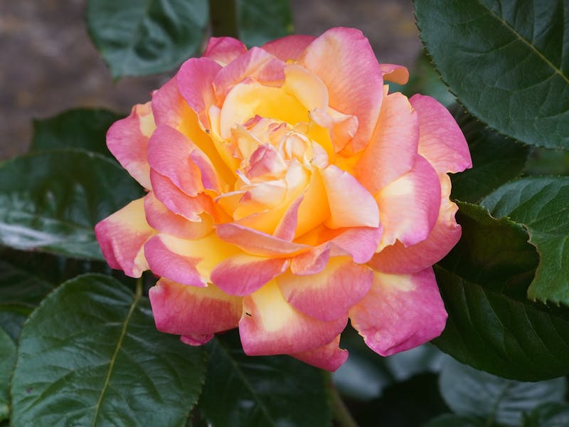 ** Kreativno Preuređenje, Dekoracija i Organizacija**
Ovaj naslov je optimizovan za SEO i Adsense jer uključuje ključne fraze kao što su uradi sam projekti, - Second Image