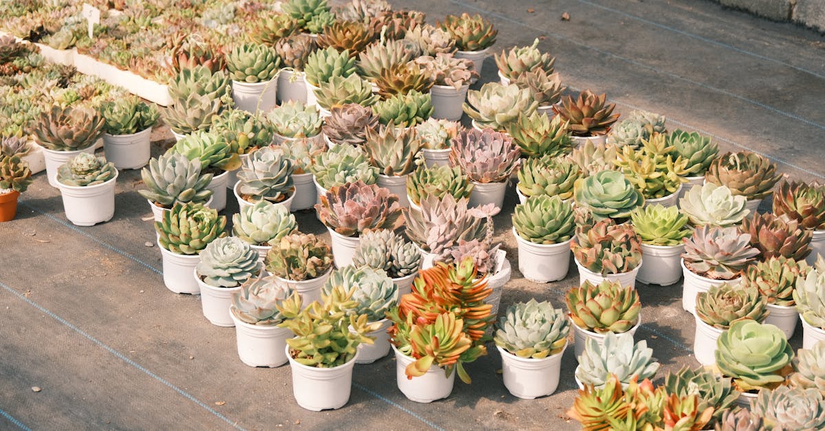 Vodič za Početnike: Šta Prvo Posaditi u Vrtu – Voće i Povrće za Laku Njegu