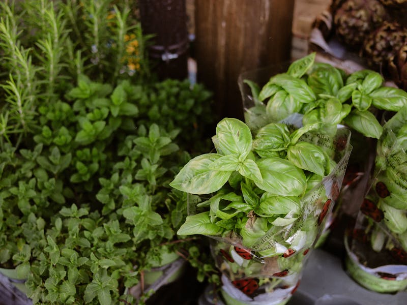 **Optimalan Vrt: 5 Začinskih Bilja Koja Se Isplati Uzgojiti za Bogatiji Okus i Zdravlje** - Fourth Image