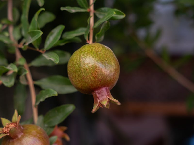 **Kako Odabrati Prve Biljke za Sadnju: Vodič za Početnike u Uzgoju Voća i Povrća** - Fourth Image