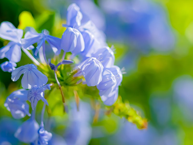** Savjeti za Vrt i Baštu: Kako Stvoriti Cvjetajuću Oazu za Opuštanje i Uživanje** - Third Image