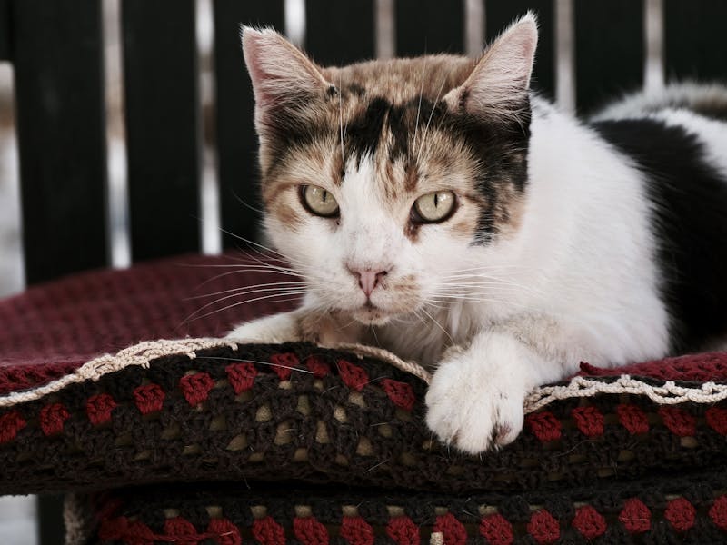 ** Izradite Unikatne Umjetničke Kreacije kod Kuće**
Ovaj naslov je optimizovan za SEO i Adsense jer uključuje ključne fraze poput DIY, kreativne ideje, izrad - Third Image