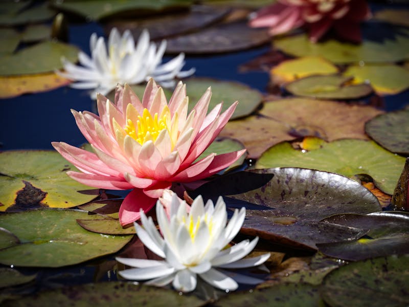 **Kako Monetizovati Svoj Vrt: 7 Efikasnih Načina za Zarađivanje Novca od Sađenja u Bašti** - Third Image