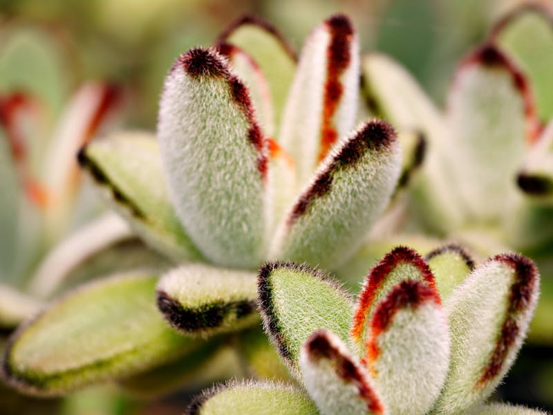 **Najbolje biljke za sadnju u vrtu 2023: Praktični savjeti za uspješnu baštu** - Fourth Image