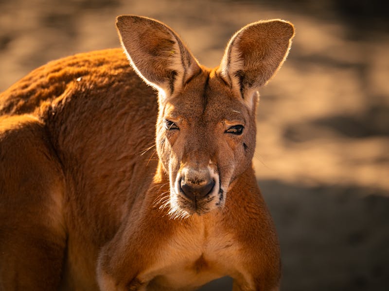 **Topli i Zemljani Tonovi: Kako Palete Boja Mogu Zagrijati Vaš Dom** - Third Image