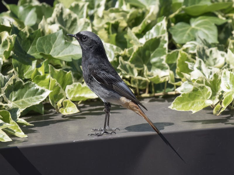 **Kada i kako pravilno saditi biljke: Vodič za uspješno vrtlarstvo** - Second Image