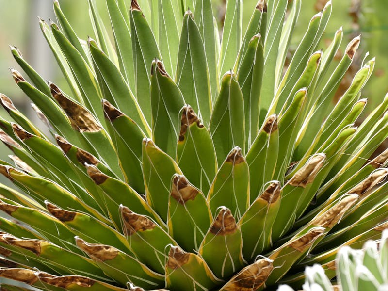 ** Koje Voće i Povrće Prvo Posaditi? Savjeti za Početnike u Vrtlarstvu** - Third Image