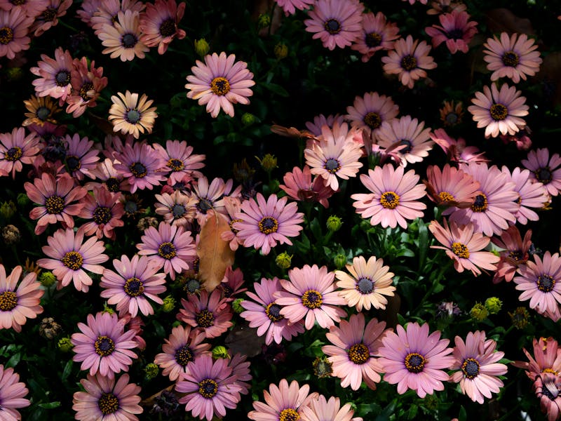 **Proljetne Ideje za Baštu: Savjeti za Planiranje, Sadnju i Uređenje Vrtova** - Fourth Image