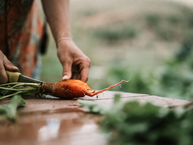 **Optimalne Pripreme za Vrt i Baštu: Šta Posaditi Ove Godine za Bogat Urod** - Third Image
