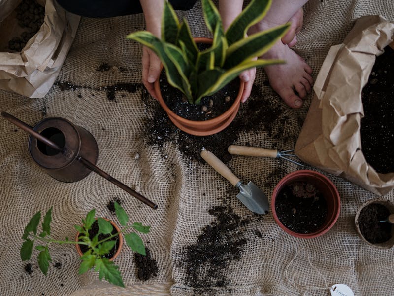 ** Vodič za Početnike: Šta Prvo Posaditi u Vrtu - Najbolje Voće i Povrće za Lako Uzgoj** - Second Image