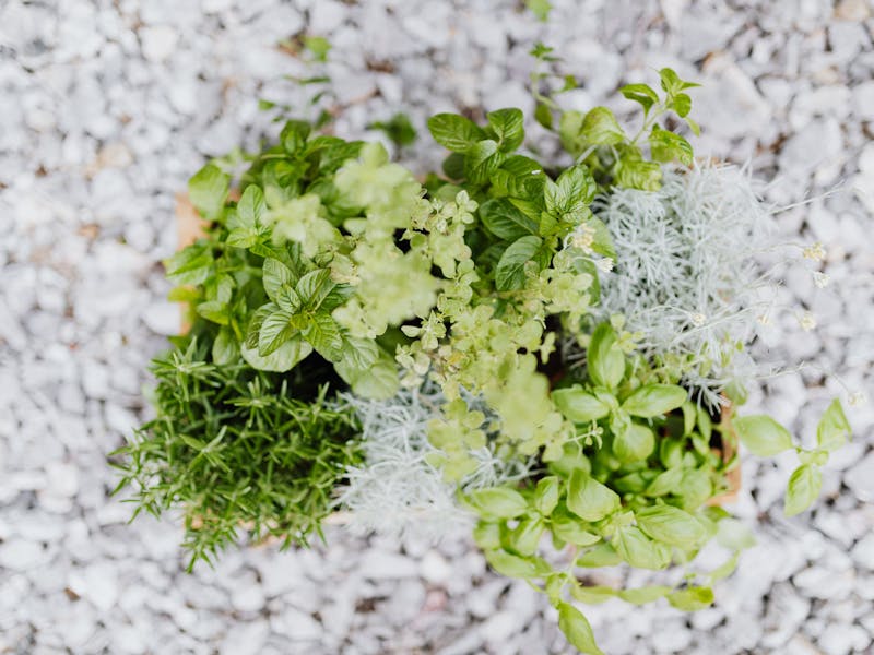 **Optimalan Vrt: 5 Začinskih Bilja Koja Se Isplati Uzgojiti za Bogatiji Okus i Zdravlje** - Second Image