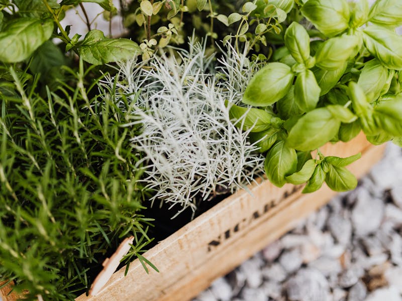 ** Vodič za uzgoj začinskog bilja u vrtu: 5 biljaka koje se isplati imati** - Fourth Image