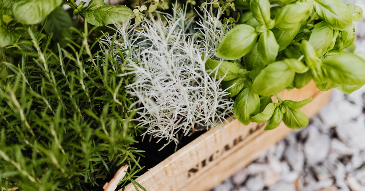 Uzgajanje Začinskog Bilja u Vrtu: Savjeti i Najbolje Biljke za Vašu Kuhinju