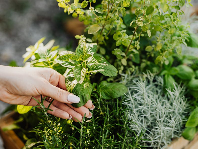 ** Kako Uzgojiti Začinsko Bilje u Vrtu: Savjeti za Bosiljak, Peršun, Majčinu Dušicu, Origano i Ružmarin** - Second Image