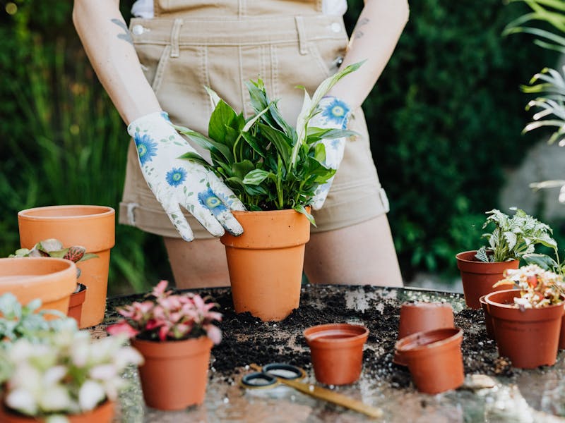 **Kako Pripremiti Vrt i Baštu: Najbolje Biljke za Sadnju u 2023. Godini** - Third Image