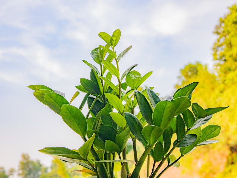 **Vodič za Početnike: Šta Prvo Posaditi u Vrtu - Voće i Povrće za Laku Njegu** - Second Image