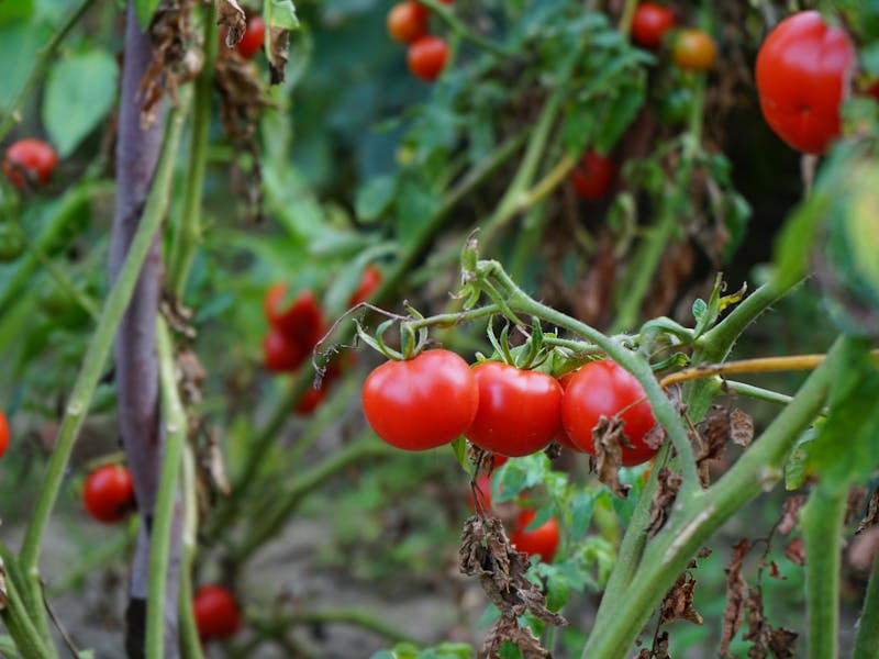 **Kako Odabrati Prvo Voće ili Povrće za Vaš Vrt: Vodič za Početnike** - Fourth Image