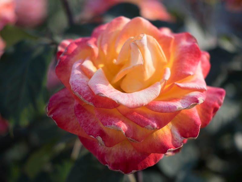 ** Kreativno Preuređenje, Dekoracija i Organizacija**
Ovaj naslov je optimizovan za SEO i Adsense jer uključuje ključne fraze kao što su uradi sam projekti, - Fourth Image