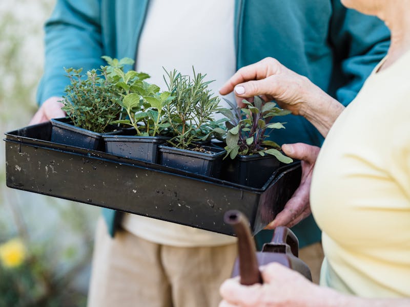 **Kako Uzgojiti Začinsko Bilje u Vrtu: Savjeti za Peršun, Bosiljak, Majčinu Dušicu, Ruzmarin i Mintu** - Second Image