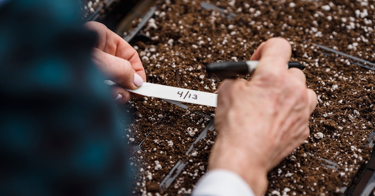 Kako Pripremiti Vrt i Baštu: Najbolje Biljke za Sadnju u 2023. Godini