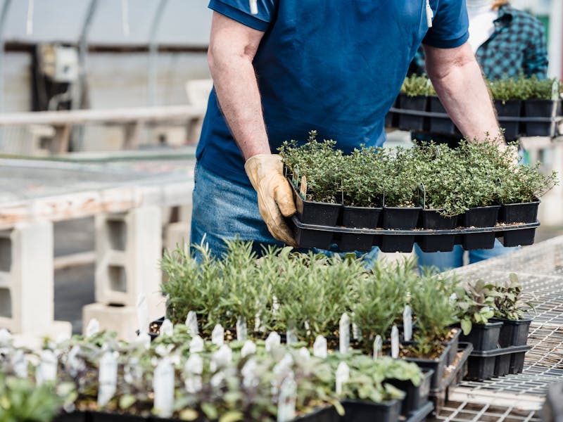 ** Vodič za uzgoj začinskog bilja u vrtu: 5 biljaka koje se isplati imati** - Third Image