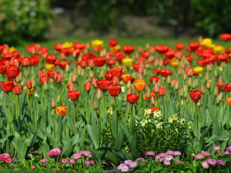 **Proljetne Ideje za Baštu: Savjeti za Zelenilo i Uživanje u Cvjetanju** - Third Image