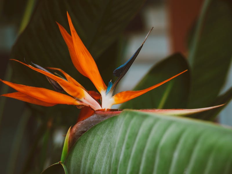 **Proljetne Ideje za Baštu: Savjeti za Uređenje i Vrtlarenje u Vašem Cvjetnom Raju** - Fourth Image