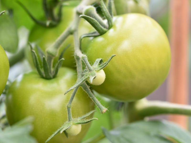 ** Šta Prvo Posaditi u Vrtu: Vodič za Početnike za Uzgajanje Voća i Povrća** - Third Image