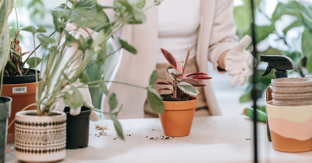 Kada i kako pravilno saditi biljke: Vodič za uspješno vrtlarstvo
