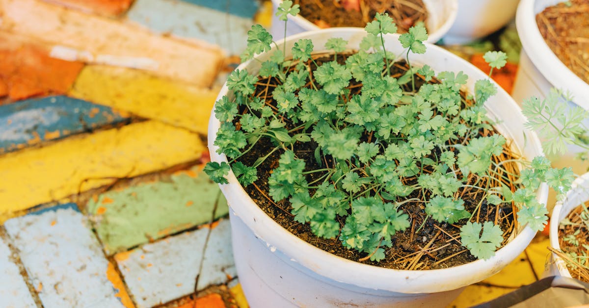 Najbolje začinsko bilje za uzgoj u vrtu: Obogatite svoju kuhinju i uživajte u prirodi