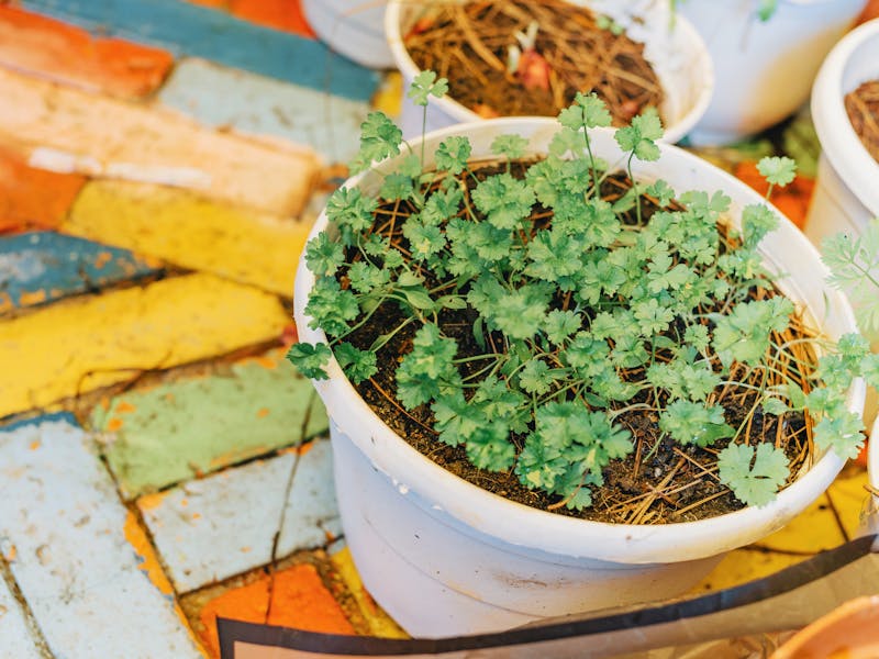 **Kako Uzgajati Začinsko Bilje u Vrtu: Savjeti za Isplativo i Zdravije Jelo** - Fourth Image