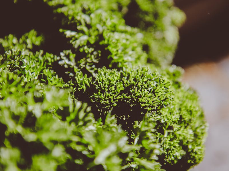 **Začinsko Bilje u Vrtu: Kako Uzgojiti Najpopularnije Biljke za Savršene Okuse i Zdravlje** - Fourth Image