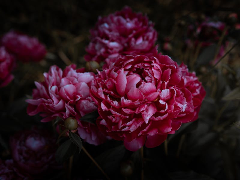 **Najbolje Biljke za Sadnju Ove Godine: Pripreme za Vrt i Baštu za Proleće** - Second Image