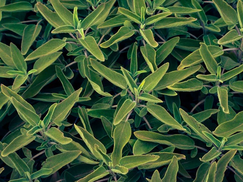 ** Top 6 Začinskog Bilja za Uzgajanje u Vrtu: Savjeti za Svježe i Zdrave Obroke** - Second Image