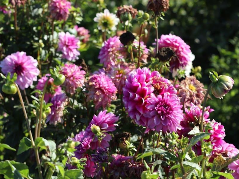 **Savjeti za Uspješan Vrt i Baštu: Kako Stvoriti Cvjetajuću Oazu Mira** - Second Image