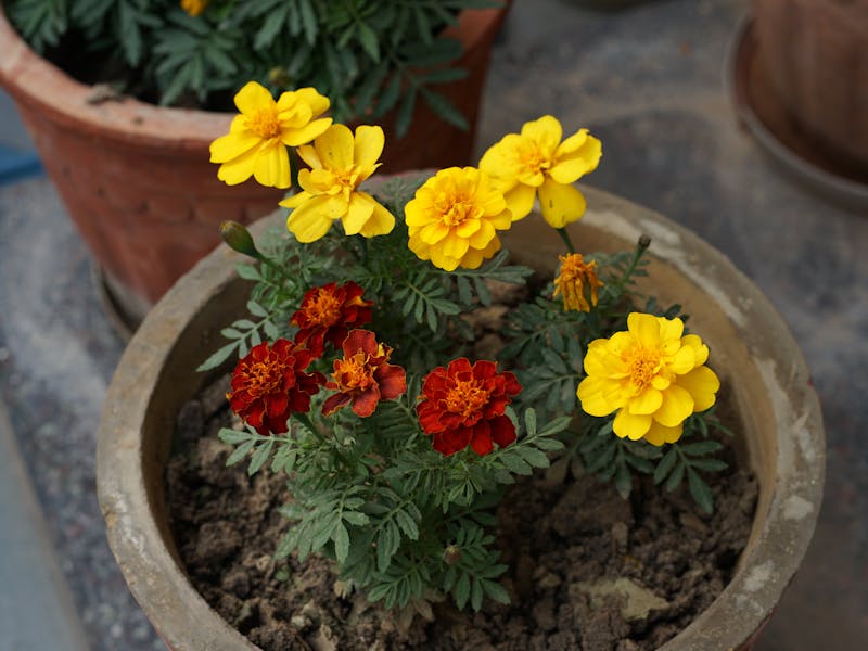 **10 Proljetnih DIY Ideja za Osvježavanje Vašeg Doma i Vrta** - Third Image